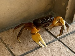 Tuerkayana