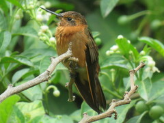 Aglaeactis cupripennis