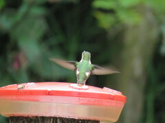 Chaetocercus mulsant