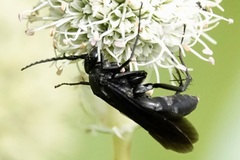 Paracyphononyx funereus