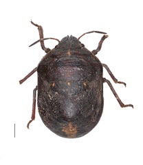 Ceratocranum caucasicum