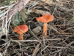 Lactarius rubidus