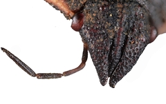 Ceratocranum caucasicum