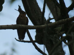 Aglaeactis cupripennis