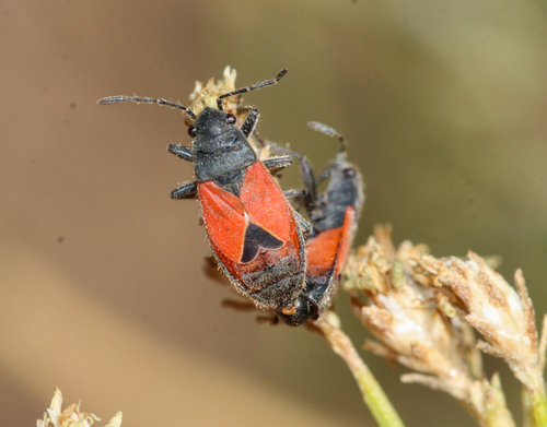 Melanopleurus tener