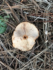 Lactarius rubidus