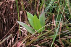 Rumex verticillatus