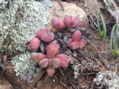 Crassula fragarioides