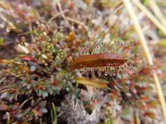 Drosera arcturi