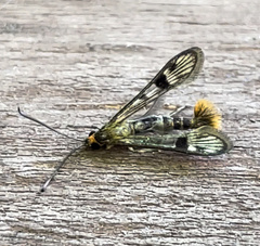Synanthedon acerni