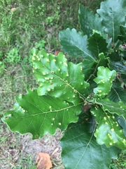 Neuroterus floccosus