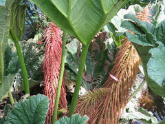 Gunnera
