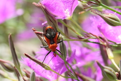 Gminatus australis