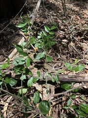 Gynochthodes jasminoides