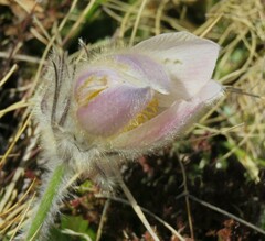 Pulsatilla