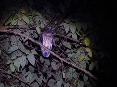 Strix virgata
