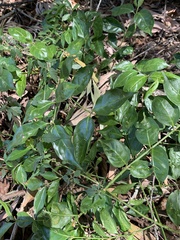Gynochthodes jasminoides