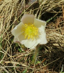 Pulsatilla