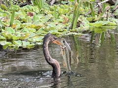 Micropterus floridanus