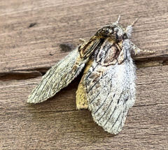 Peridea basitriens