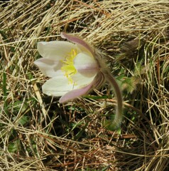 Pulsatilla