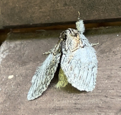 Peridea basitriens