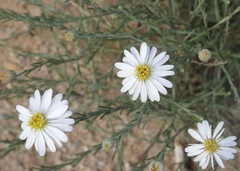 Chaetopappa ericoides