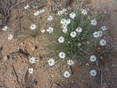 Chaetopappa ericoides