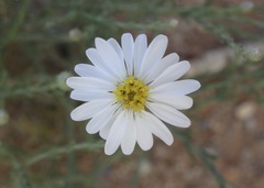 Chaetopappa ericoides