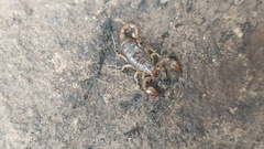 Urodacus manicatus