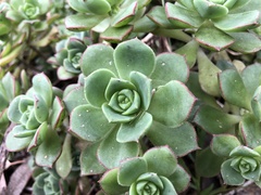 Aeonium haworthii