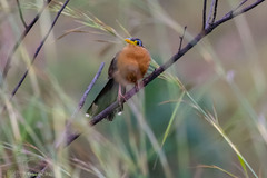 Morococcyx erythropygus