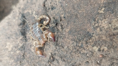 Urodacus manicatus