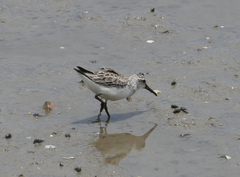Calidris falcinellus