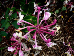 Lonicera implexa