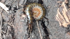 Ethmostigmus rubripes