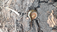 Ethmostigmus rubripes