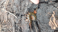 Ethmostigmus rubripes