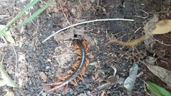 Ethmostigmus rubripes