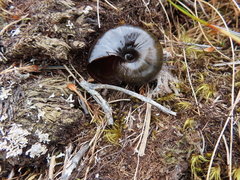 Powelliphanta