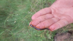 Ethmostigmus rubripes