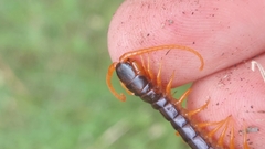 Ethmostigmus rubripes