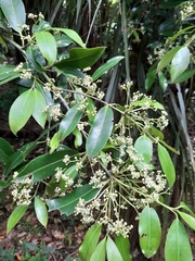 Euonymus pendulus