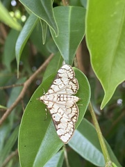 Aphytoceros lucusalis