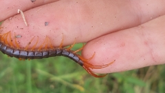 Ethmostigmus rubripes