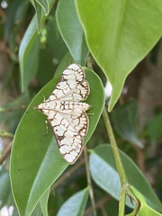 Aphytoceros lucusalis