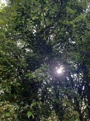 Euonymus pendulus