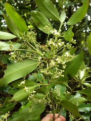 Euonymus pendulus