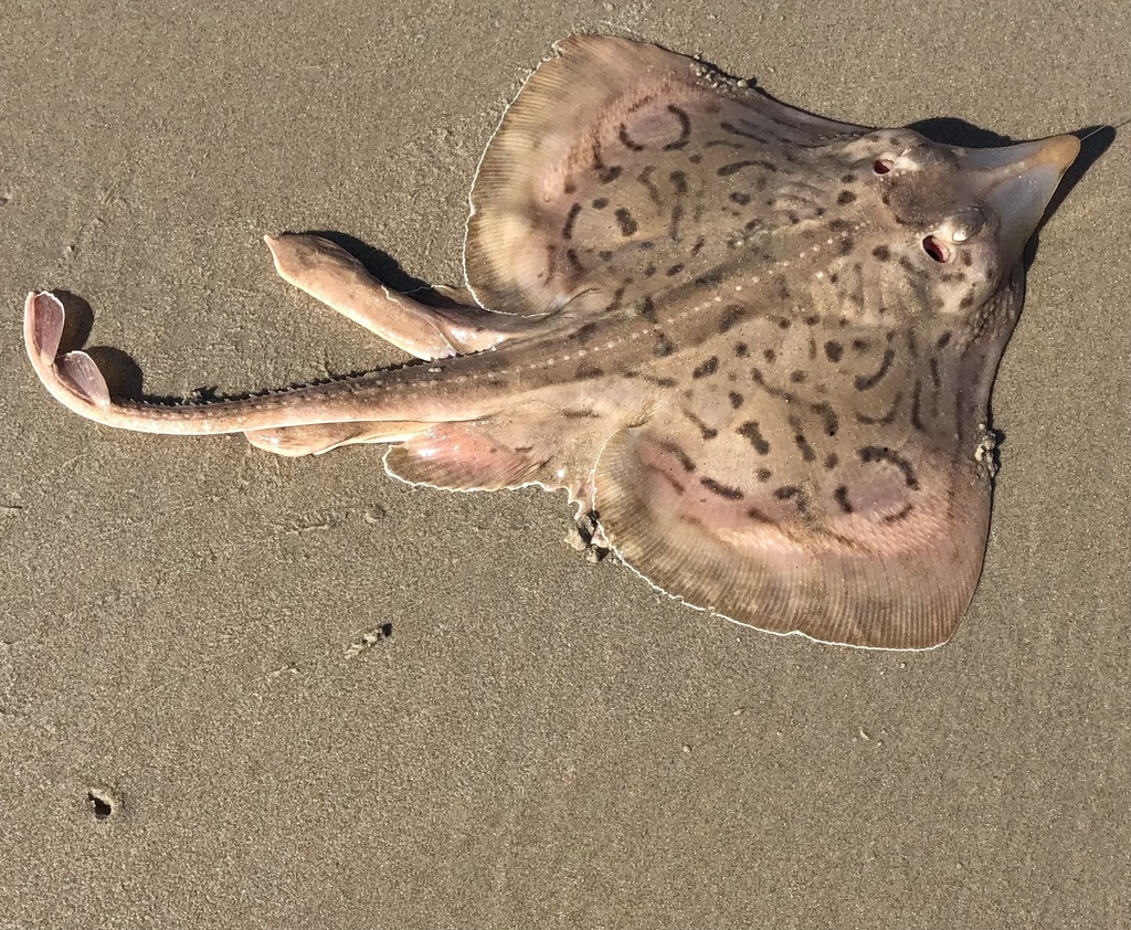 Clearnose skate (Raja eglanteria) — Rajidae
