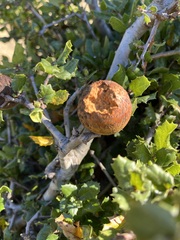 Amphibolips quercuspomiformis